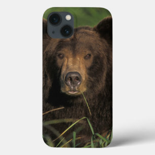 urso pardo, Ursus arctos, urso cinzento, Ursus 9