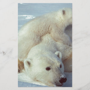 Urso Polar
