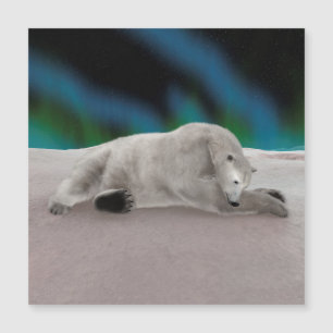 Urso Polar Descansando