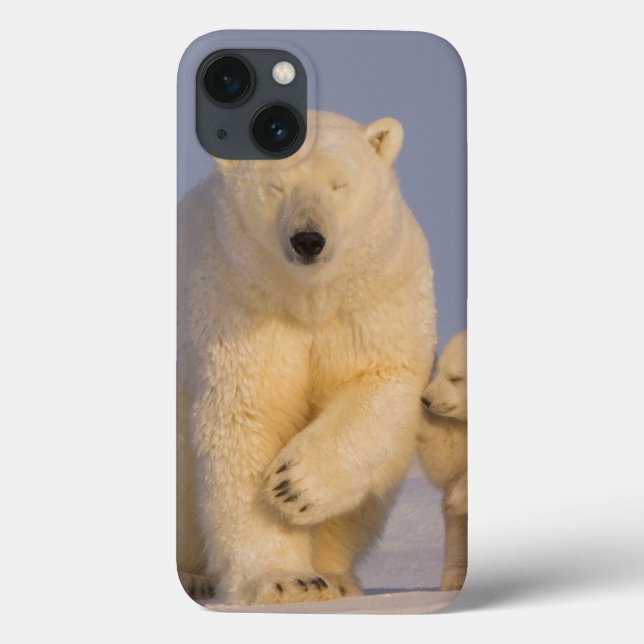 urso polar, maritimus do Ursus, porca com 3 (Verso)