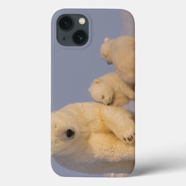 urso polar, maritimus do Ursus, porca com 3 (Verso)