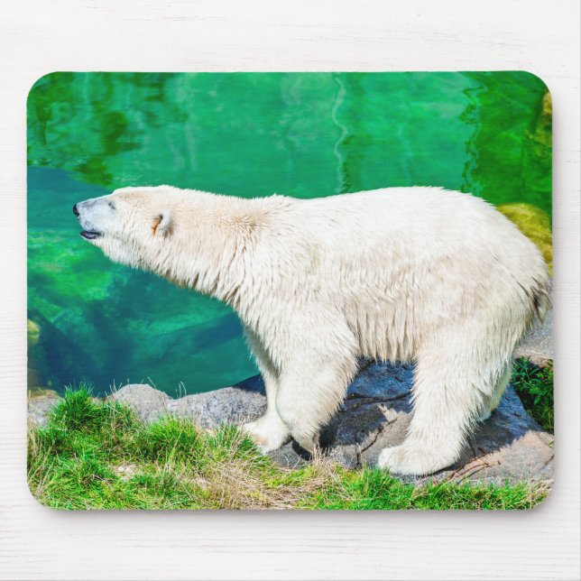 Urso polar Mousepad (Frente)