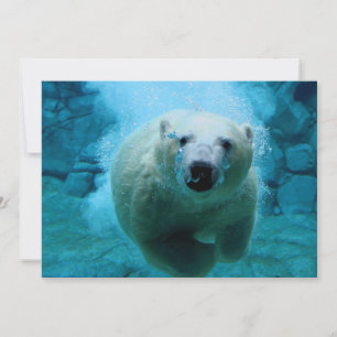 Urso polar na água