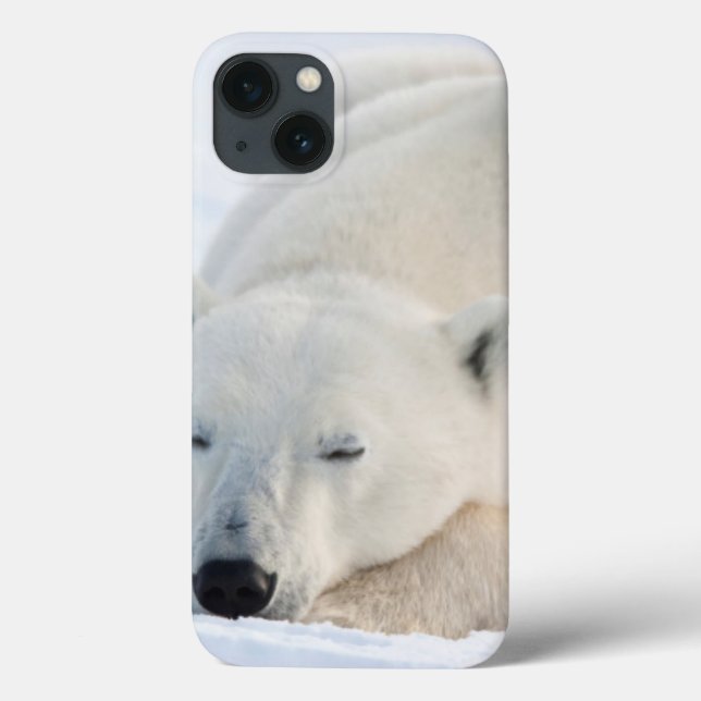 Urso polar no inverno (Verso)