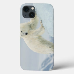 Urso polar no verão