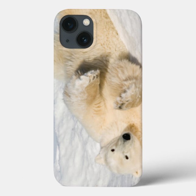 Urso Polar perto da Baía de Hudson (Verso)