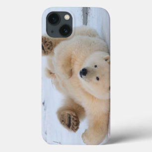 urso polar, Ursus maritimus, filhote rolando 3