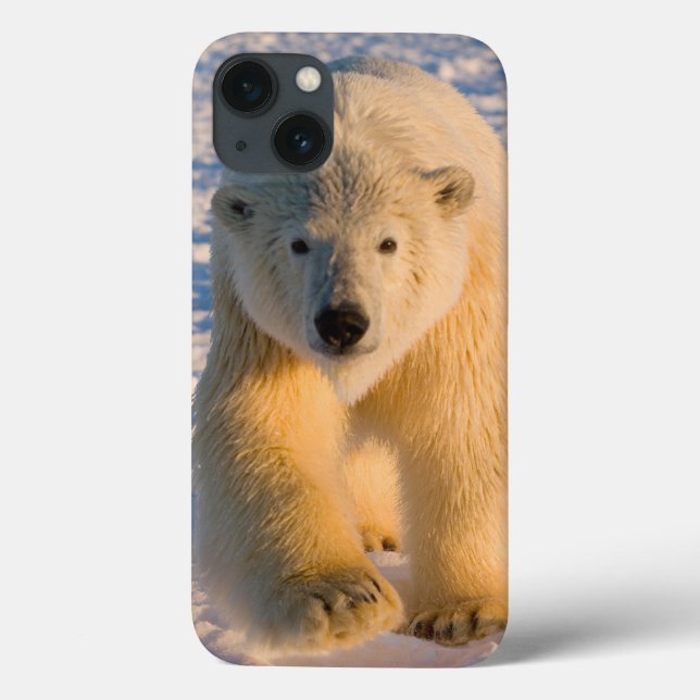 urso polar, Ursus maritimus, urso polar no gelo (Verso)