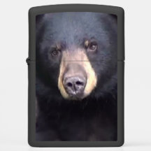 Urso Preto