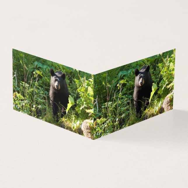 Urso Preto Curioso (Exterior)