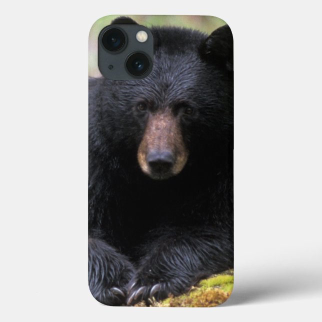 Urso preto em um tronco de crescimento antigo na (Verso)