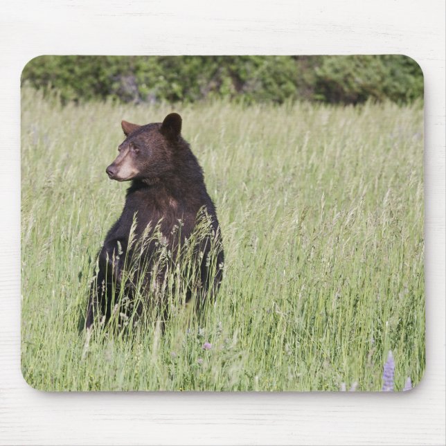 Urso preto Mousepad (Frente)