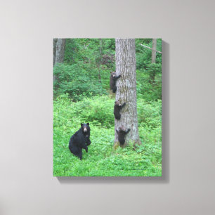 Urso & três Cubs - impressão das canvas - Kessea
