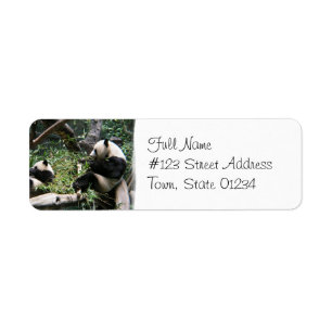 Ursos de panda que enviam a etiqueta