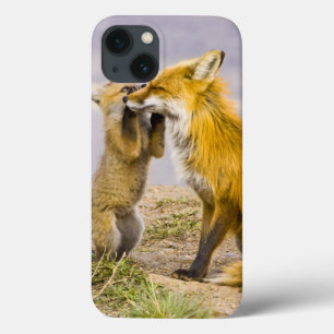 USA, Colorado, Breckenridge. Red fox mother 2