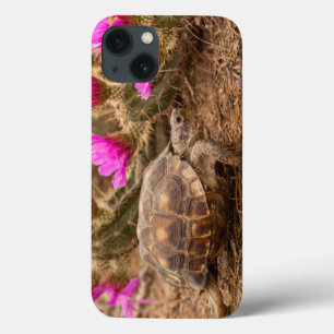 USA, Texas, Hidalgo County. Tortoise