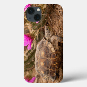 USA, Texas, Hidalgo County. Tortoise