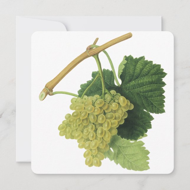 Uvas Brancas para Vinho na Videira, Frutas Aliment (Frente)