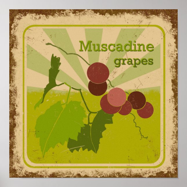 Uvas de poster Muscadine, estilo Vintage (Frente)