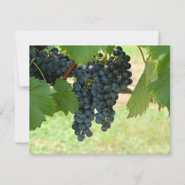 Uvas de vinhedo (Frente)