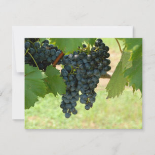Uvas de vinhedo