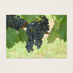 Uvas do vinhedo
