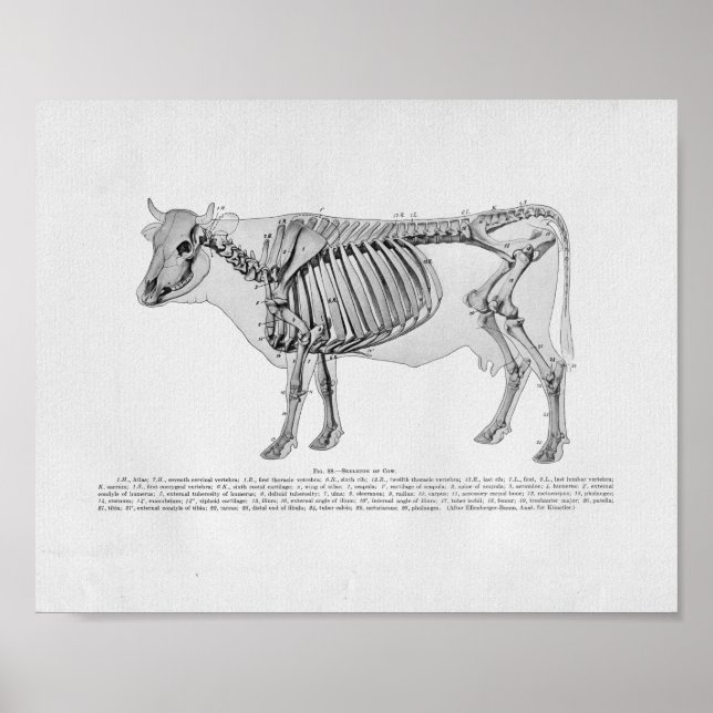 Vaca Anatomia esquelética Vintage Impressão (Frente)