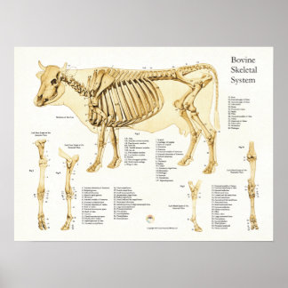 Vaca Bovina Poster de Anatomia Esquelética