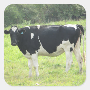 Vaca de leiteria bonito para fora em etiquetas da