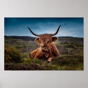 Vaca do planalto escocês em Pasture Poster Impres