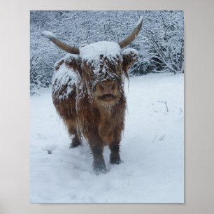 Vaca Do Planalto Na Poster De Neve