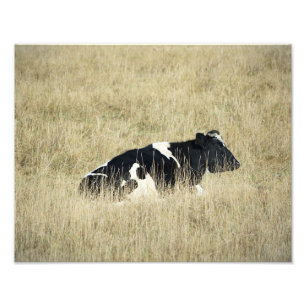 Vaca em repouso - Fotografia