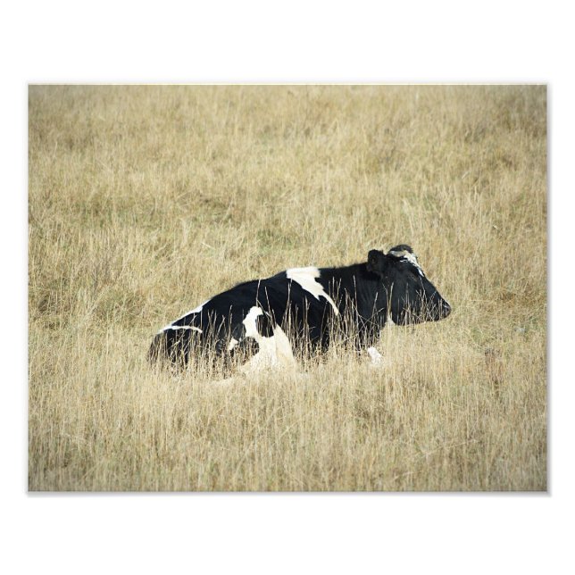 Vaca em repouso - Fotografia (Frente)