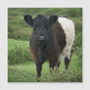 Vaca Galloway Belga