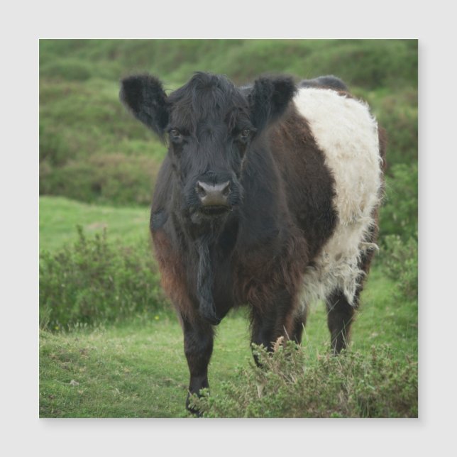 Vaca Galloway Belga (Frente)
