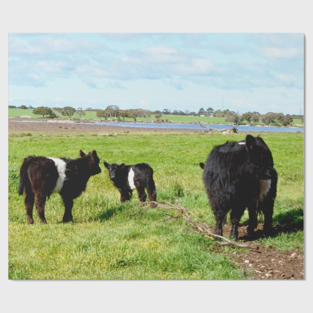 Vaca Galloway Mãe e Bebê, Papel de Presente (Aberto)