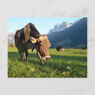 Vaca no cartão postal Dolomites