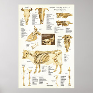 Vaca Ox Bovina Anatomia Esquelética Poster