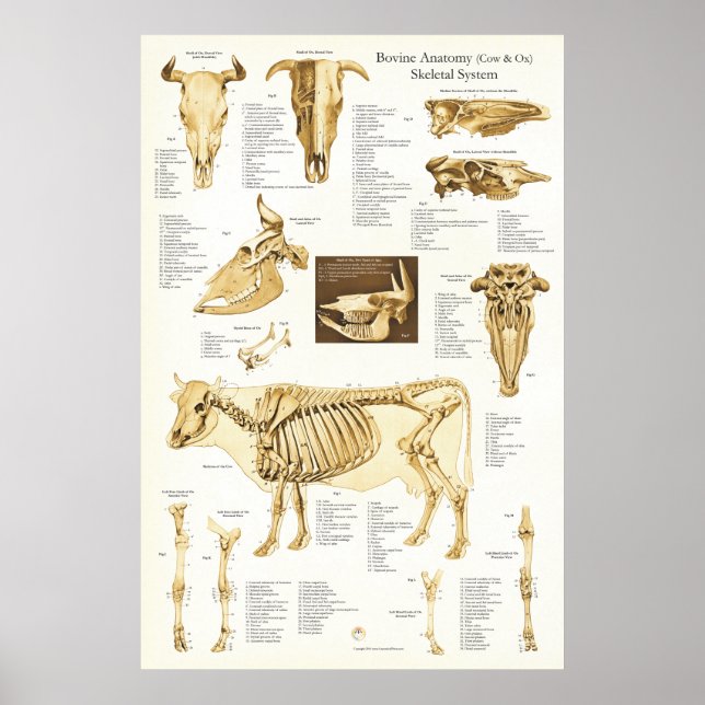 Vaca Ox Bovina Anatomia Esquelética Poster (Frente)