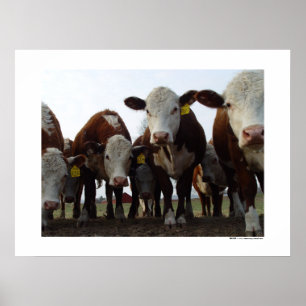Vacas curiosas 1 poster