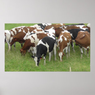 Vacas de Midwest que pastam no poster da foto dos