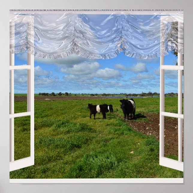 Vacas Galloway Através de uma Janela, Poster (Frente)