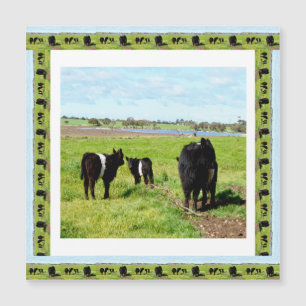 Vacas Galloway Enquadradas, Cartão Magnético