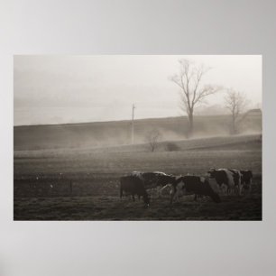 Vacas na impressão de Mist fine art