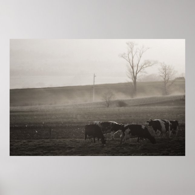 Vacas na impressão de Mist fine art (Frente)
