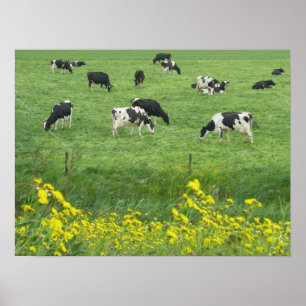 Vacas, Prados e Flores - Impressão de Poster
