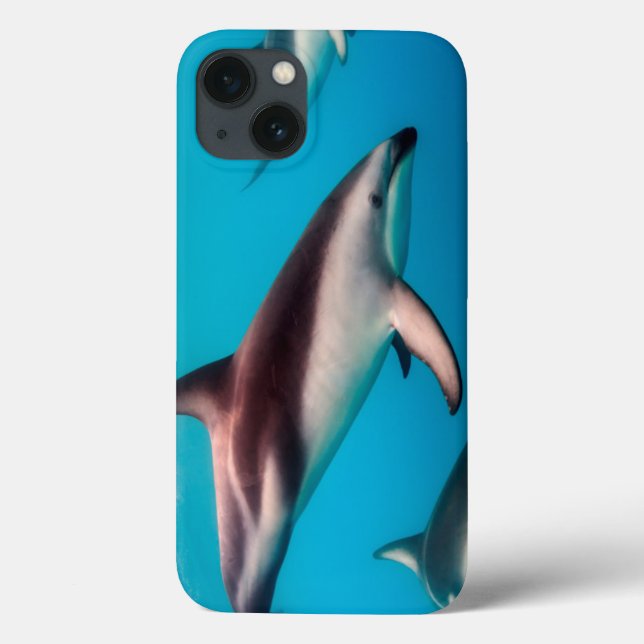 Vagem de golfinhos obscuros fora de Kaikoura (Verso)
