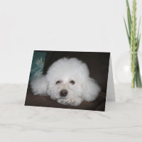 Vai ficar tudo bem Cartão de Cachorro