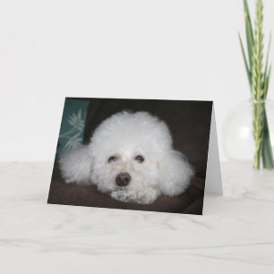 Vai ficar tudo bem Cartão de Cachorro