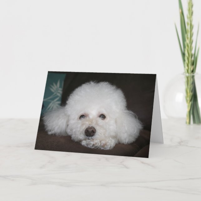 Vai ficar tudo bem Cartão de Cachorro (Frente)